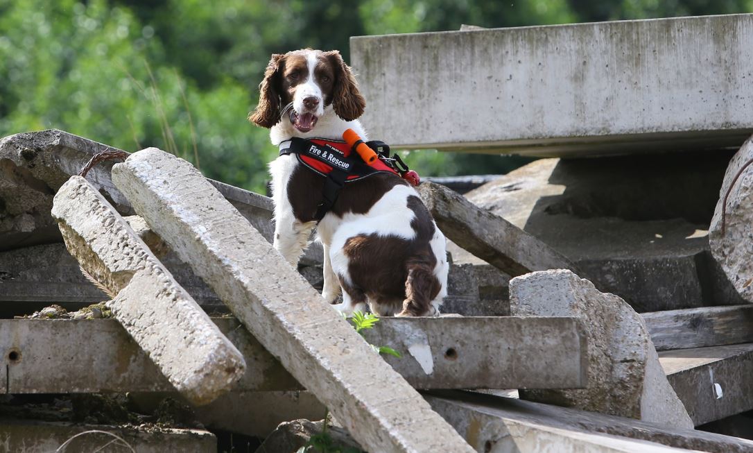 trained springer spaniel