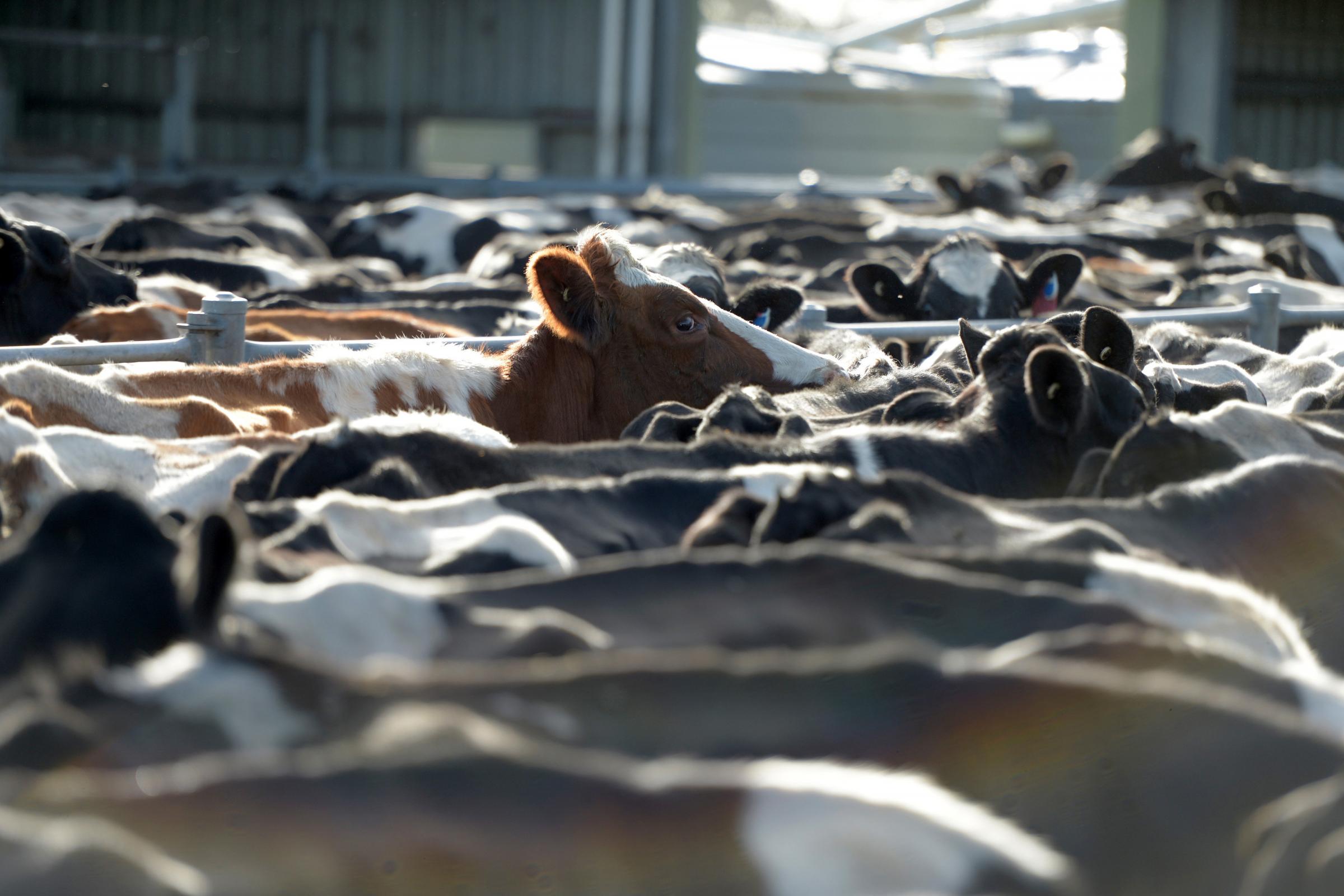 A herd of dairy cows on a farm in Australia. Photographer: Carla Gottgens/Bloomberg.