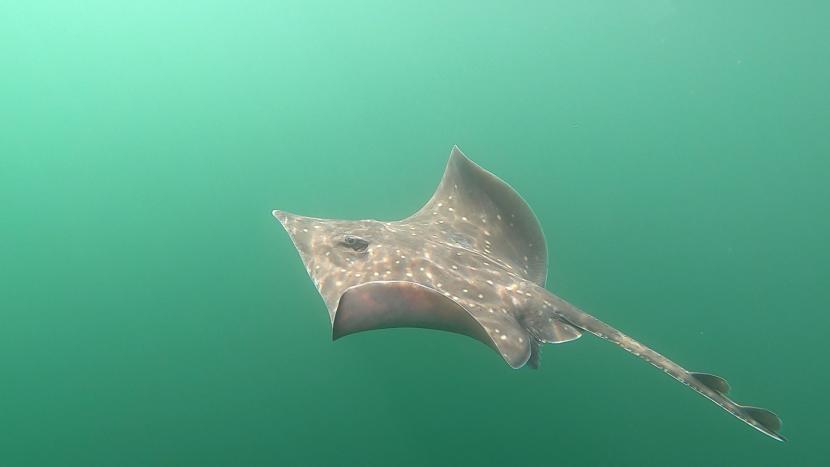 Flapper Skate found washed up on Highland shore