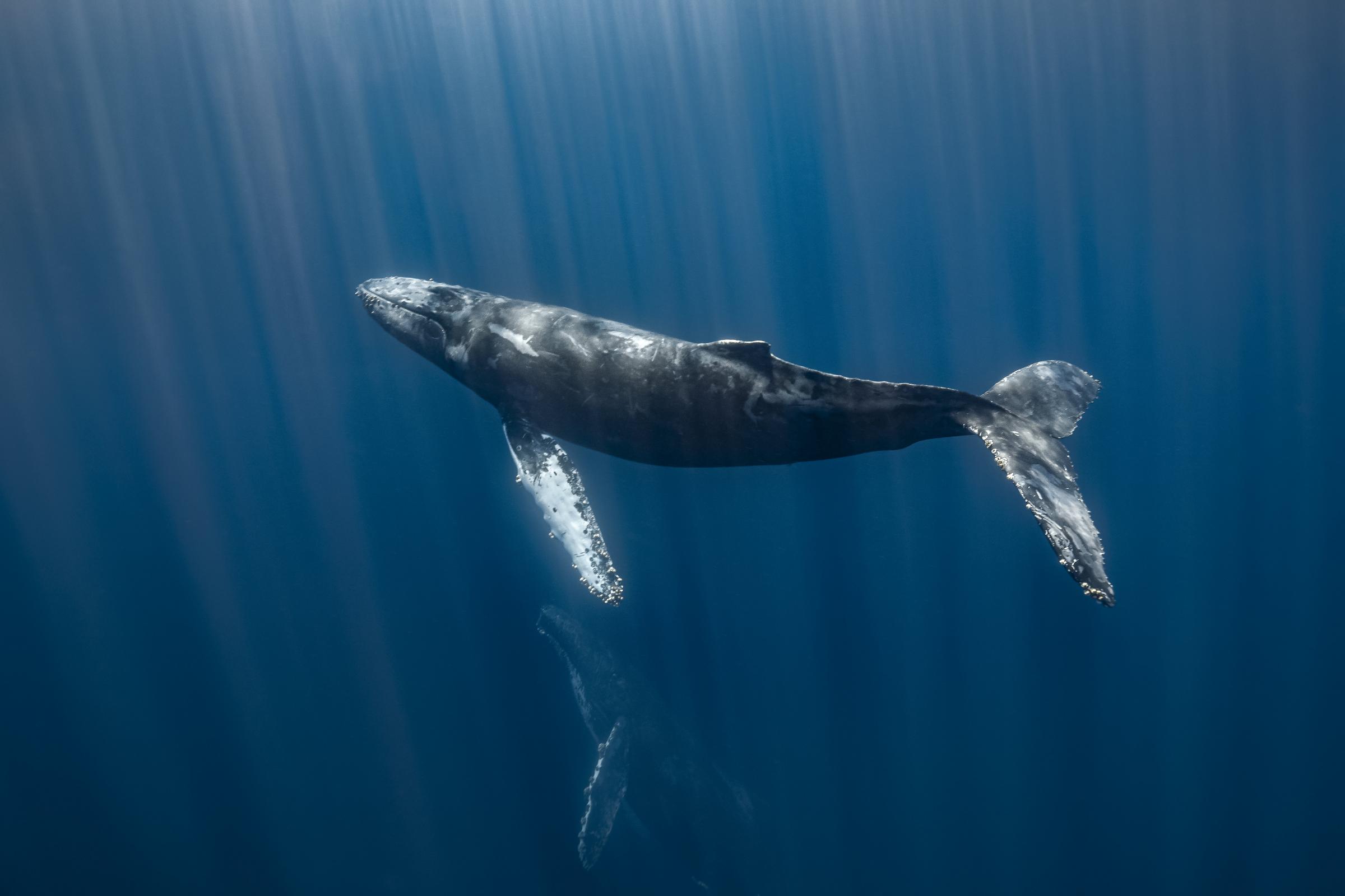 Humpback Whale, Magdalena Bay, Pacific coast, Baja California, Mexico..