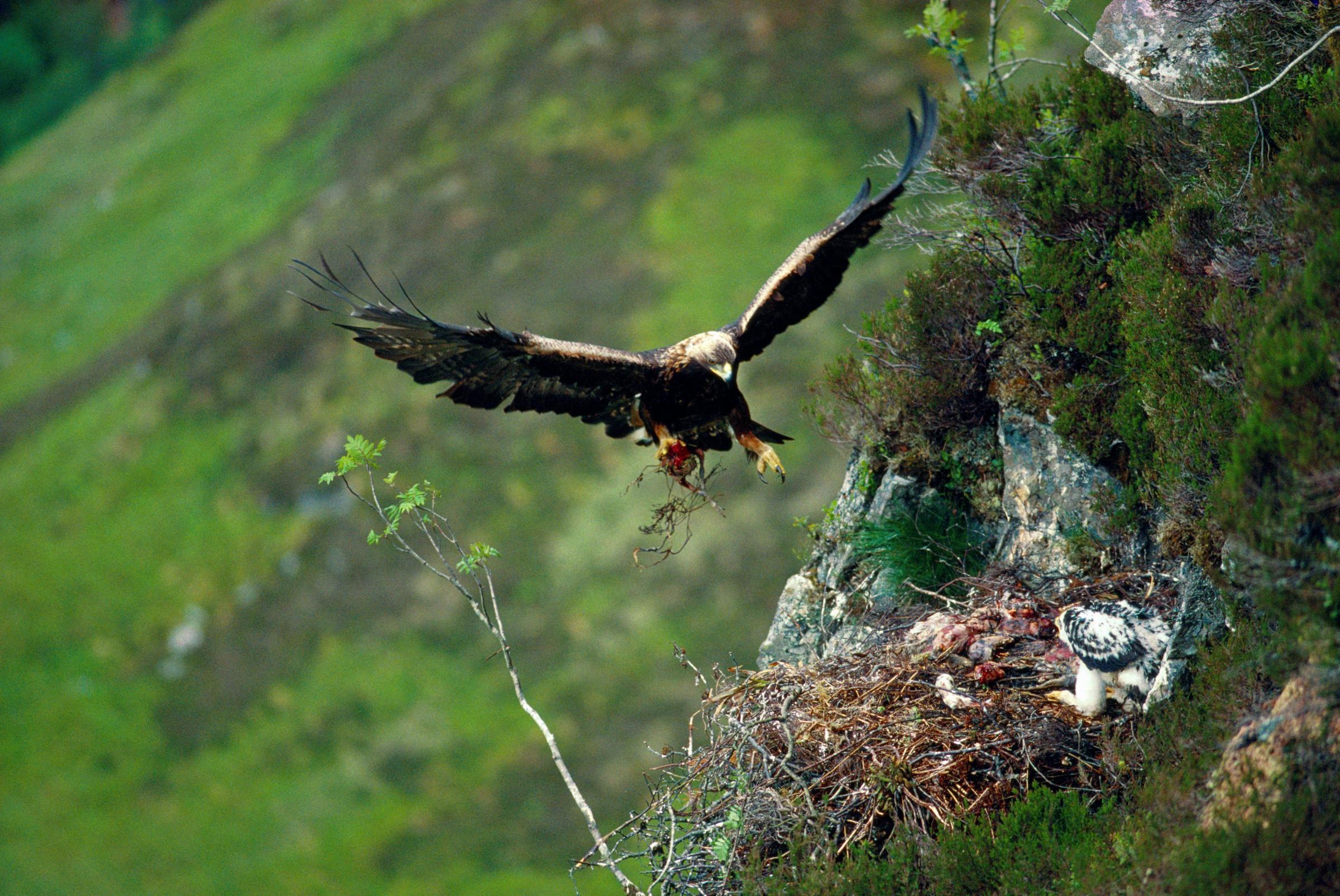 Investigation Launched After Golden Eagle Vanishes