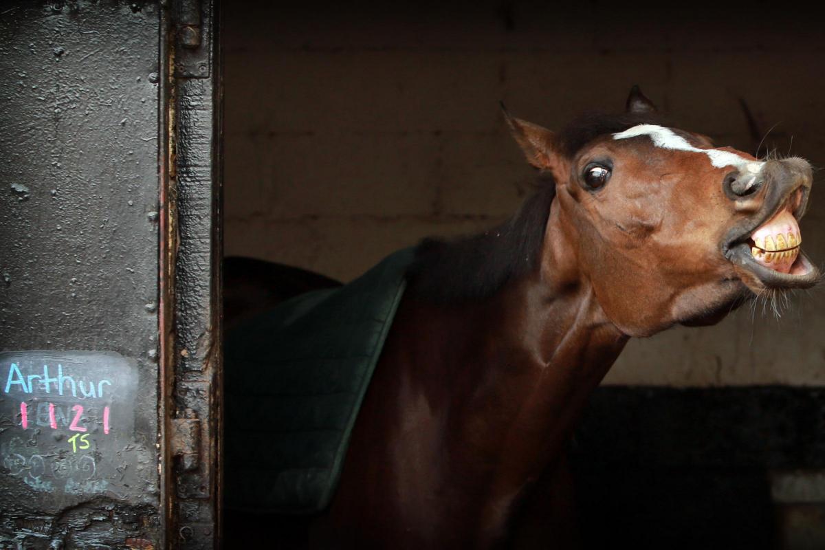 Who won the first grand national